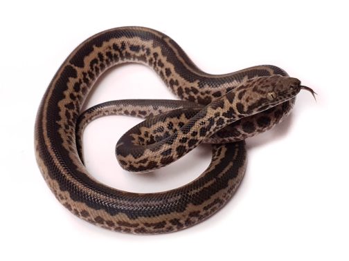 M20-205 Male Striped Mac