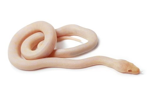 M20-073 Male Albino Mac