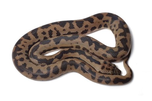 M20-083 Male Cape York Mac