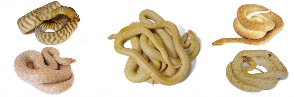 snake banner