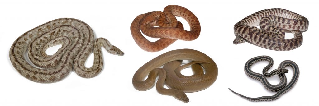 snake banner 2