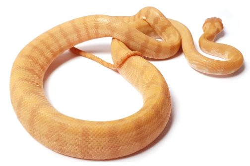 Female Albino Darwin Carpet