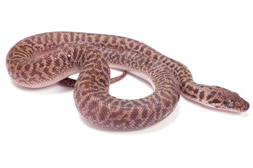 C20-126 Female Het Marble