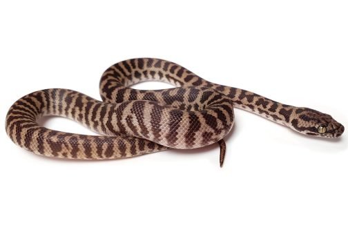 K20-001 Female Pygmy Banded