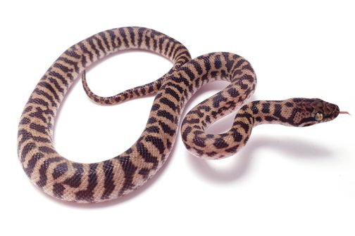 K20-007 Male Pygmy Banded