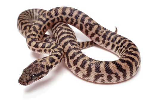 K20-019 Female Pygmy Banded