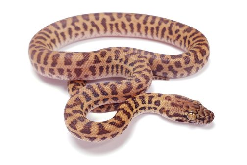 S20-001 Male Sunburst Stimmy