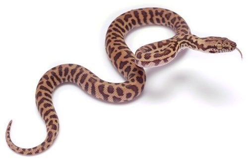 S20-003 Female Sunburst Stimmy