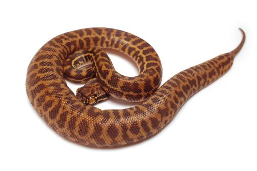 S20-058 male Broome Stimmy