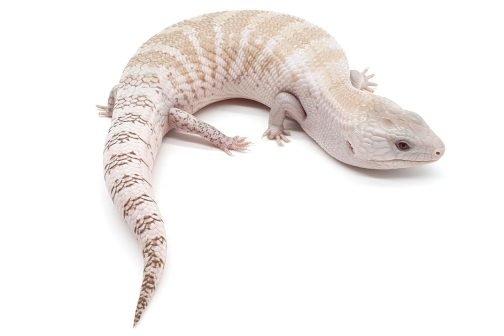 BTw-9 White Hypo Northern
