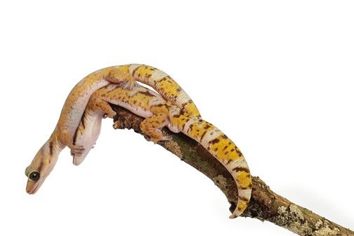 Male Northern Velvet Gecko Amelanistic