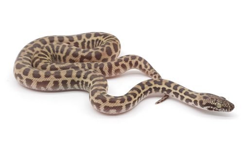 S20-066 Female wheatbelt Stimmy