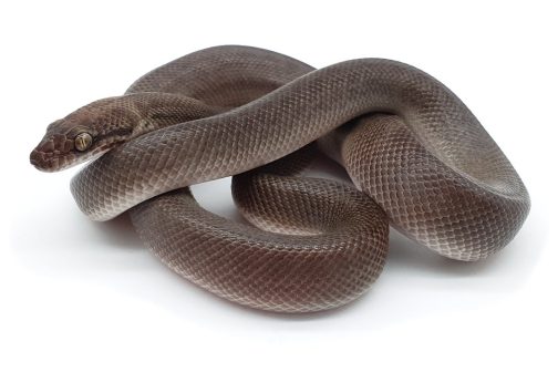 C20-130 Female Het Marble