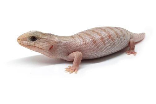 BTNW21-02 White Hypo Nothern