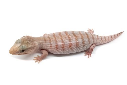 BTNW21-02 White Hypo Nothern - Image 2