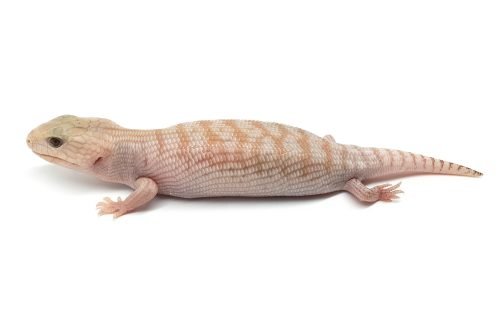 BTNW21-03 White Hypo Nothern