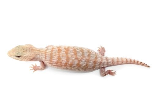 BTNW21-03 White Hypo Nothern - Image 2