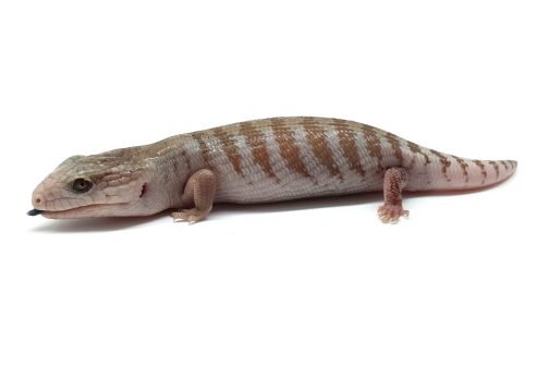 BTNW21-04 White Hypo Nothern
