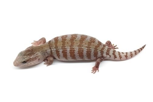 BTNW21-04 White Hypo Nothern - Image 2