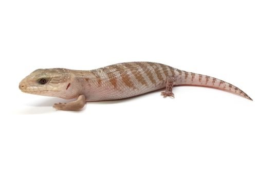 BTNW21-05 White Hypo Nothern