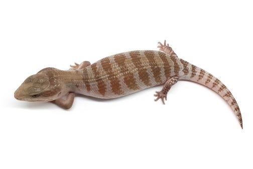 BTNW21-05 White Hypo Nothern - Image 2