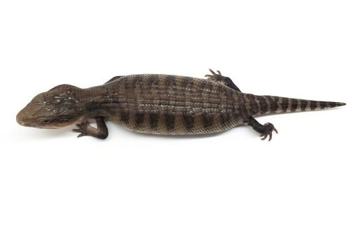 BTNW21-09 100% Het White Hypo Nothern - Image 2