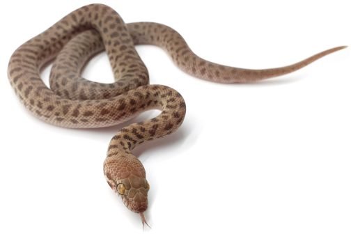 WS Children's Python Normal