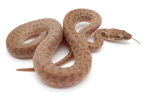 C21-103 Male Yellow Children's