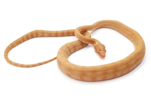 MV21-011 Male Albino Darwin Carpet