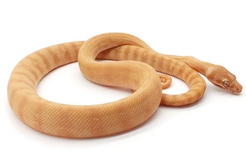 MV21-015 Female Albino Darwin Carpet