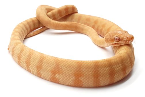 MV21-016 Female Albino Darwin Carpet