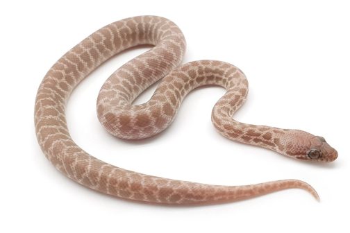 S21-003 Male T+ Stimson's