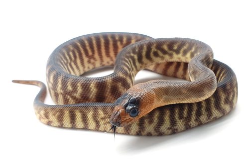 W21-001 - Male Woma