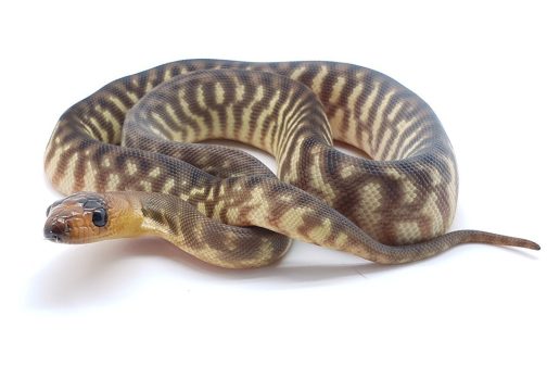 W21-003 - Female Woma