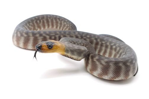W21-012 - Male Woma - Brigalow Belt QLD