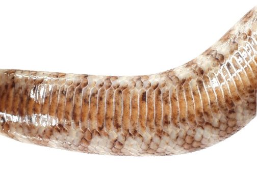 W21-012 - Male Woma - Brigalow Belt QLD - Image 2
