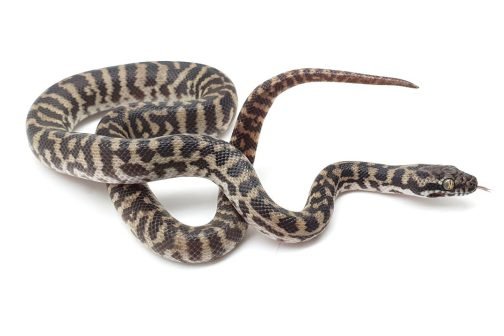 K21-002 Male Pygmy Banded
