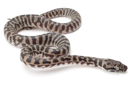 K21-004 Female Pygmy Banded