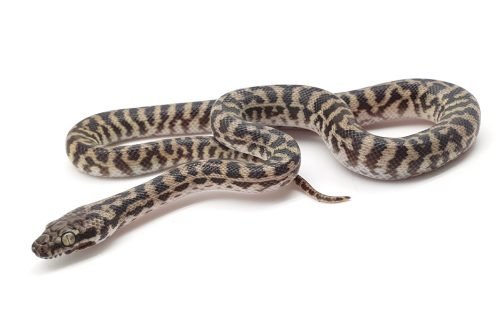 K21-005 Male Pygmy Banded
