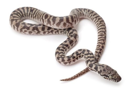 K21-010 Male Pygmy Banded