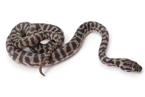 K21-015 Female Pygmy Banded