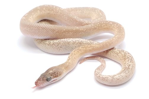 C21-169 Male Marble