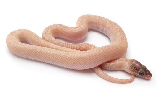C22-017 Male Marble