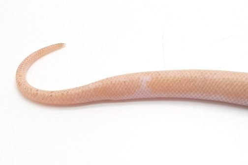C22-017 Male Marble - Image 2