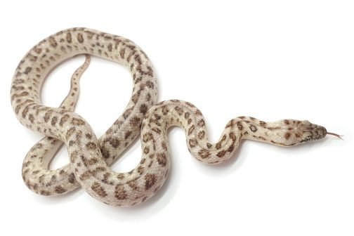 M21-253 Ocelot Male Platinum Mac
