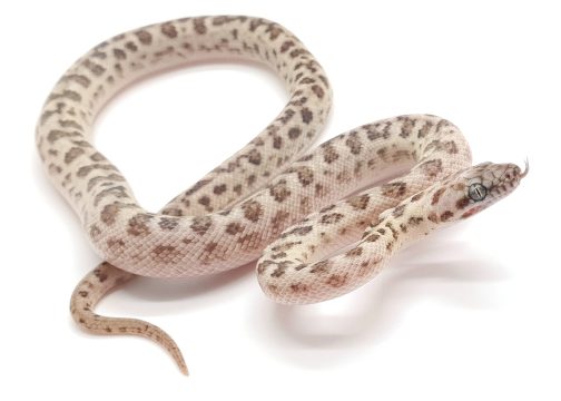 M22-012 Male Ocelot Platinum Mac