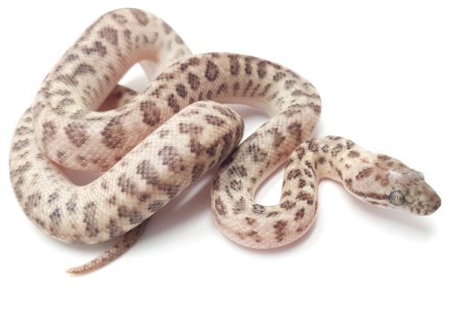 M22-016 Male Ocelot Platinum Mac