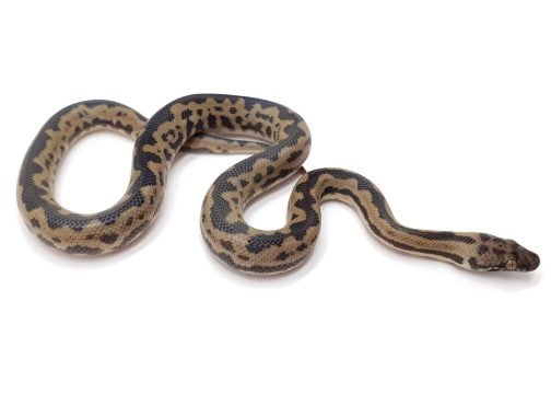 M22-077 Male Cape York Mac