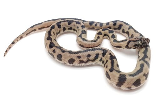 M22-106 Male Comino Stripe Mac