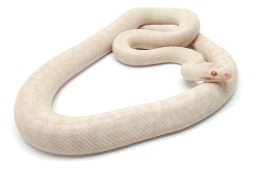M21-149a Male Albino Mac